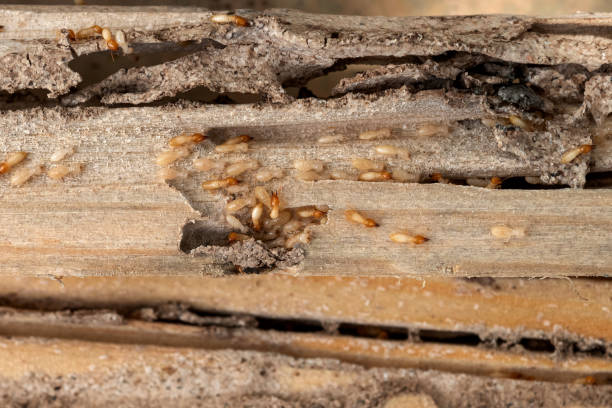 Best Wasp Removal Services  in Grandyle Village, NY